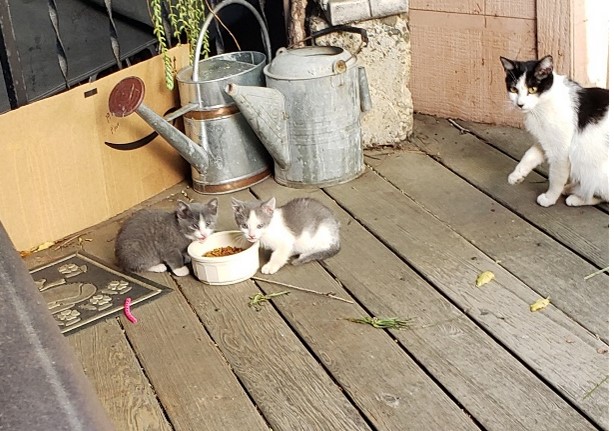 LItter 2: This is Chicken and Buddy, and Mom to the right.