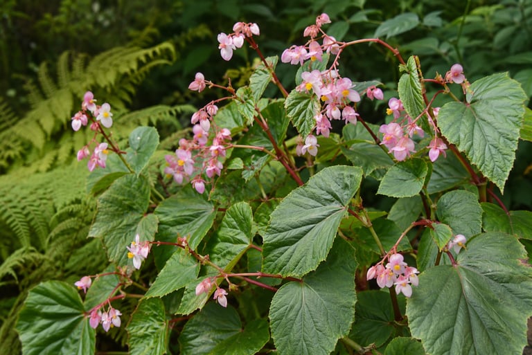 Hardy Begonia