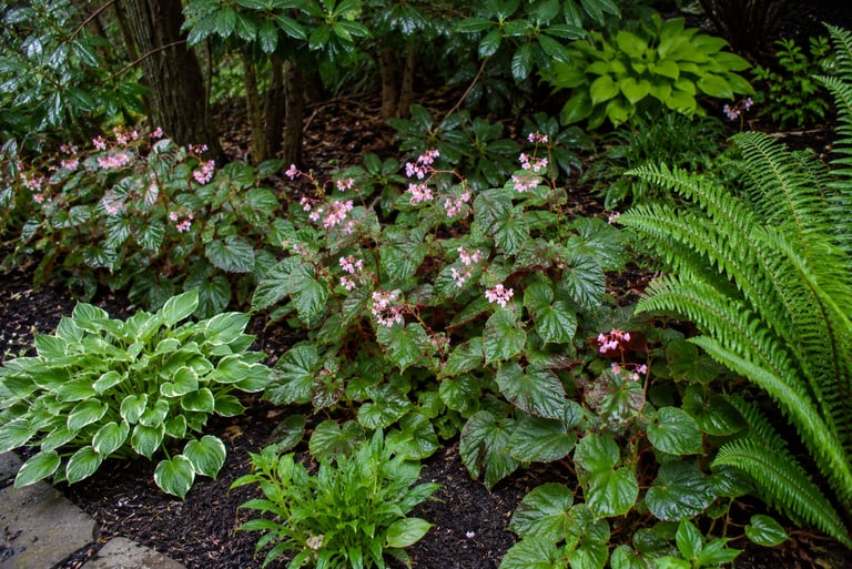 Hardy Begonia in landscape