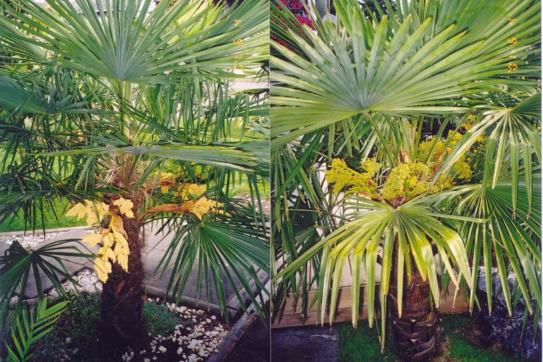 Male vs Female Windmill Palms