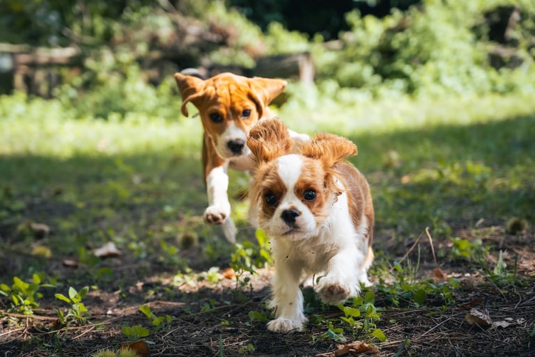2 chiens en balade collective