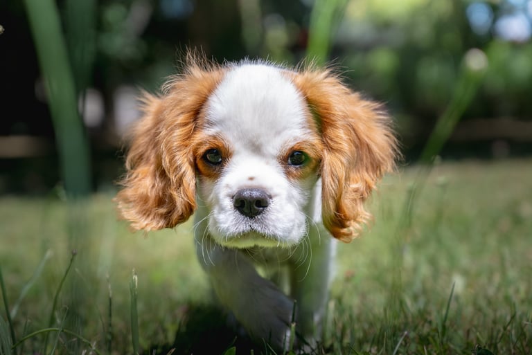 Chiot en séance d’éducation canine.