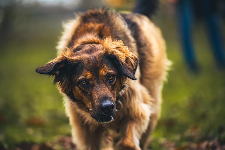 Chien en séance d'éducation canine