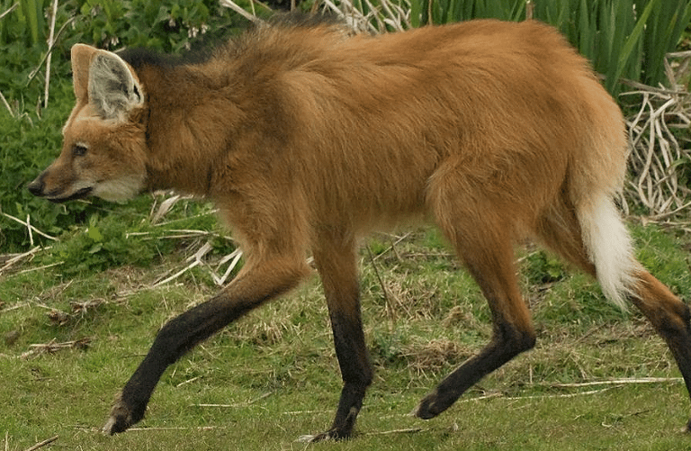 Lobo Guará Natural Habitat