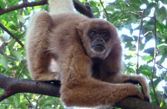 Muriqui Brazilian Monkey