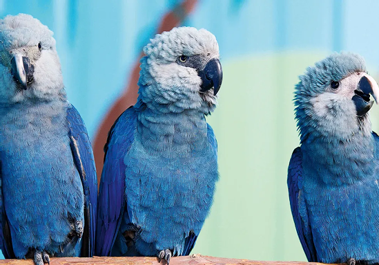 Brazilian Fauna Animals Ariranha Azul