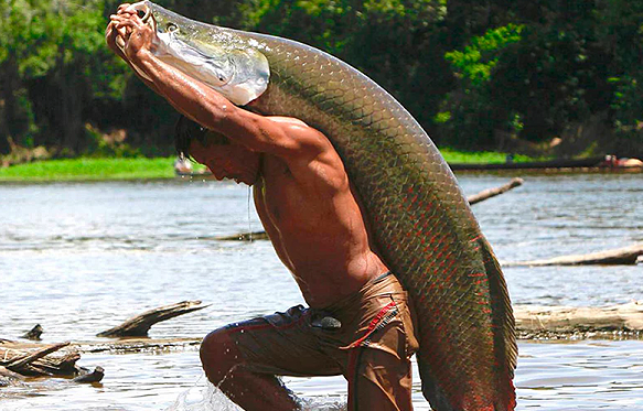 Man Catching Pirarucu in Amazon