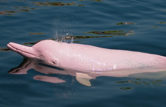 Brazilian Pink Dolphin Amazon