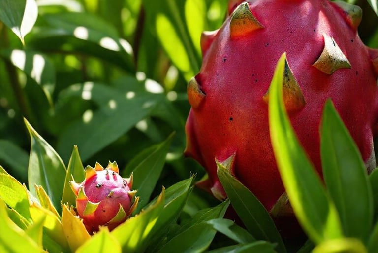 Small Dragon Fruit Next to a Large Dragon Fruit