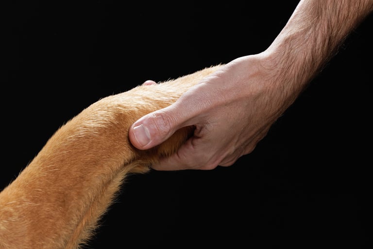 photographie animalière finistère brest