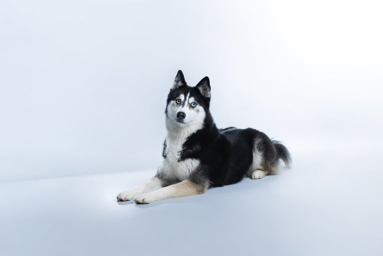 Portrait chien studio finistère brest