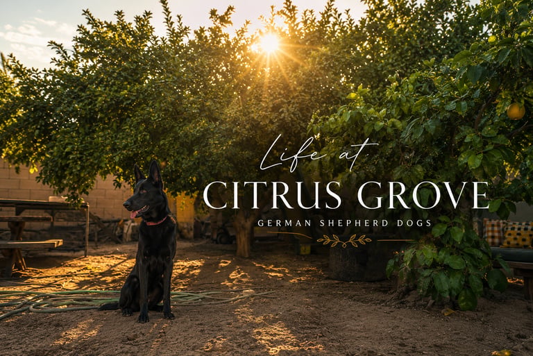 Pink: A black German Shepherd dog sits in a sunny citrus grove at sunset.