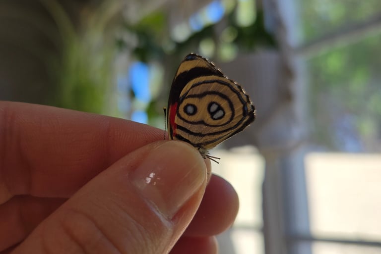 A small 88 calicore butterfly.