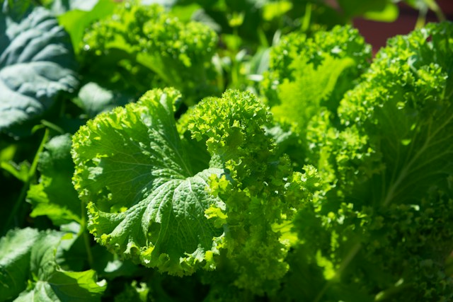 a Salad plant with big green leaves