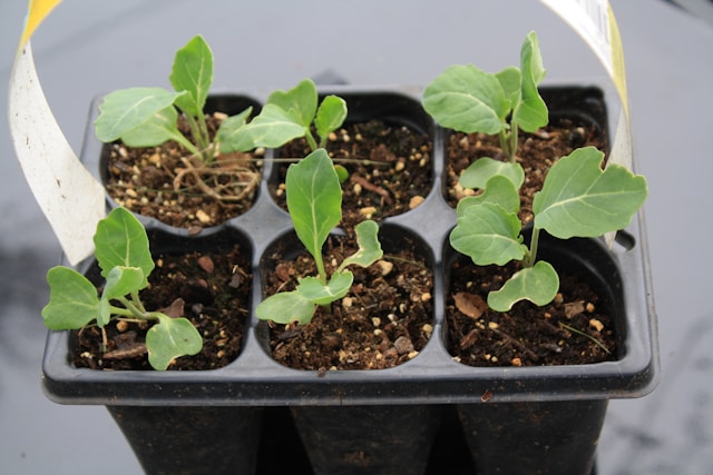 lemon seeds that got planted and sprouted