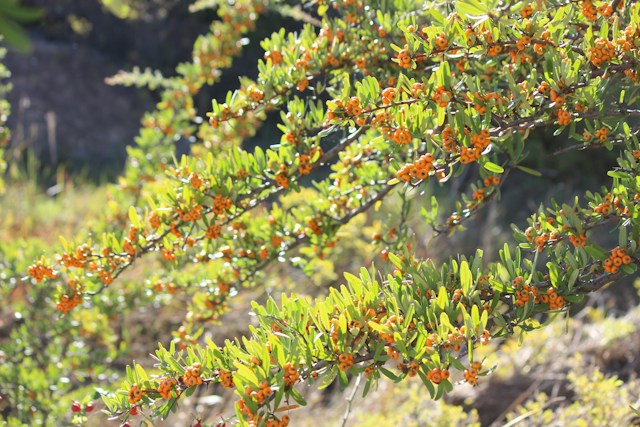 a deer resistant privacy bush with berrys called Pyracantha