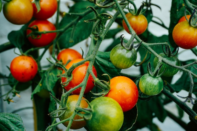 multiple Tomato plants