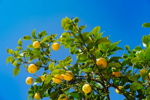 Citrus