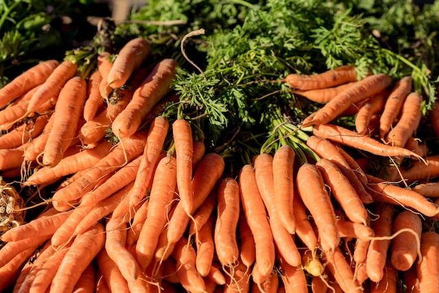 multiple orange Carrot plants in August