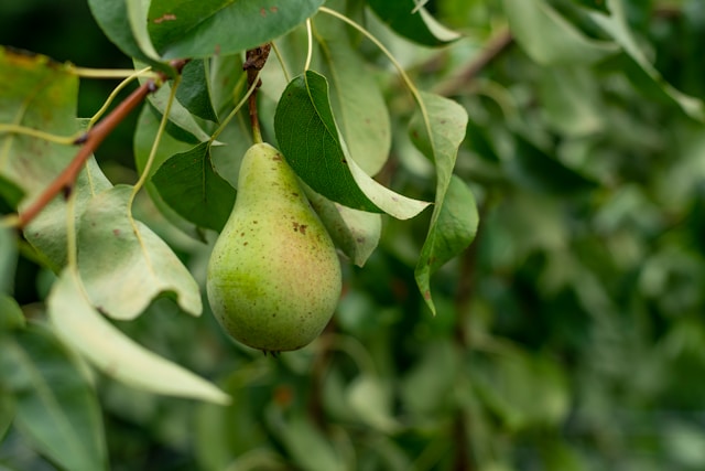 Pears