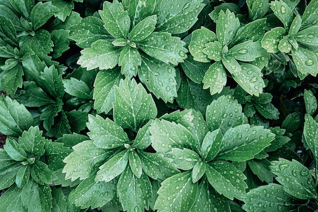 green Pachysandra plants in a shady space