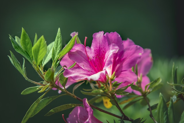 one Pink Azalea flowers