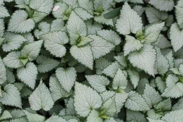 multiple Lamium ground cover plants white-green leaves