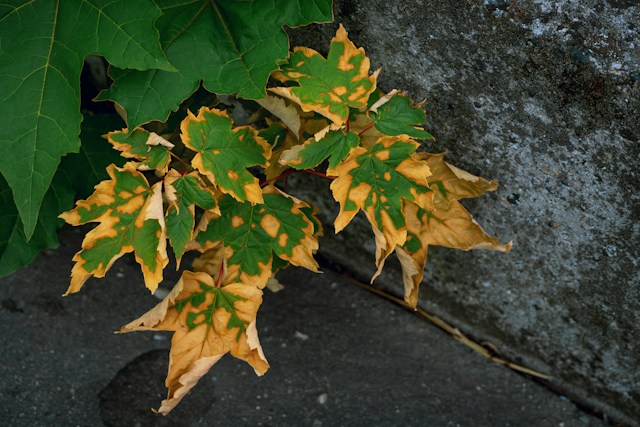 a leafy shrub with a yellow color that is dying