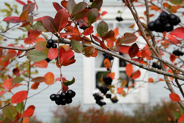 Chokeberry shade bush with red leaves and black berries