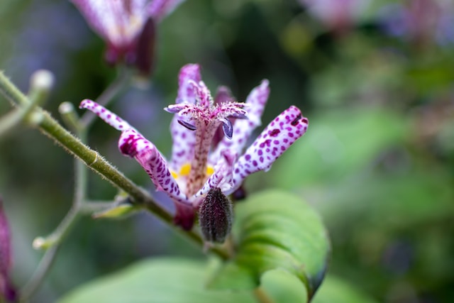 one coloroful Toad Lily flower in pink, purple and white