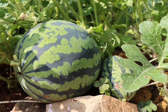 Watermelon