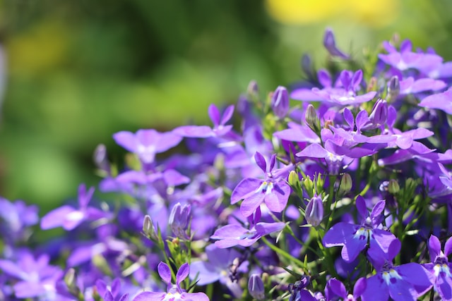 tiny purple August flowers called Lobelia
