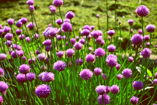 a buch of flowering Chive plants that bloom in a lawn