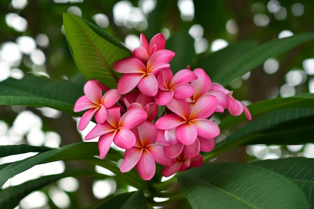 multiple Plumeria flowers and Leaves