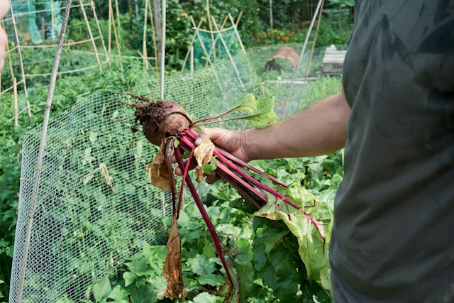 a person that is harversting a Beetroot plant