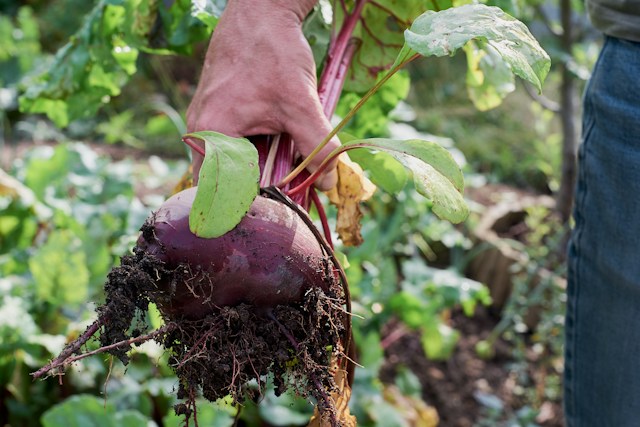 a person that is harvesting a big Beetroot plant