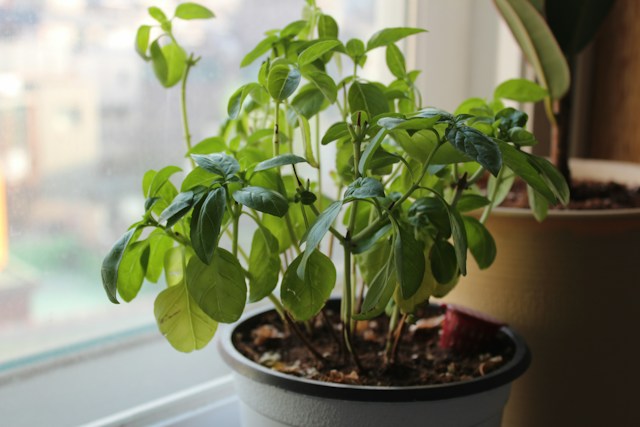one poted Basil bush that got pruned properly