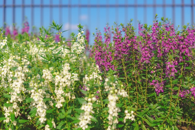 a bunch of Angelonia plants with purple flowers