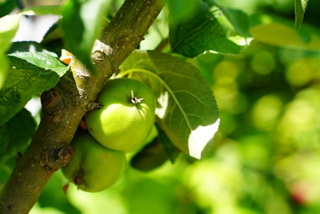 Apples
