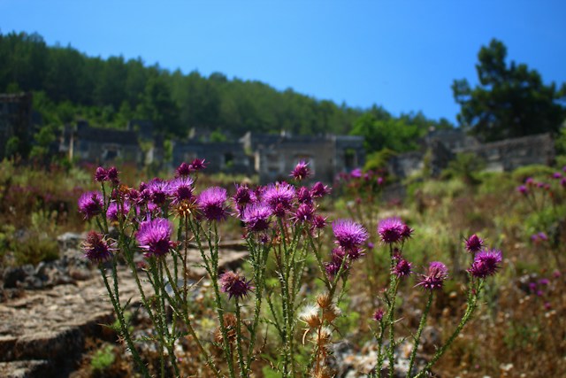 a lot of Few-leaved Thistles in a space with weeds