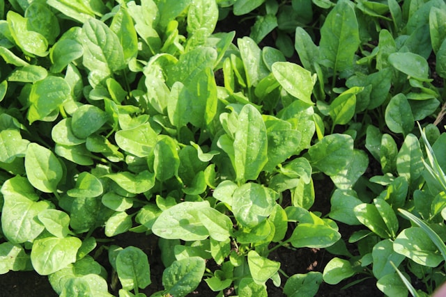 Spinach