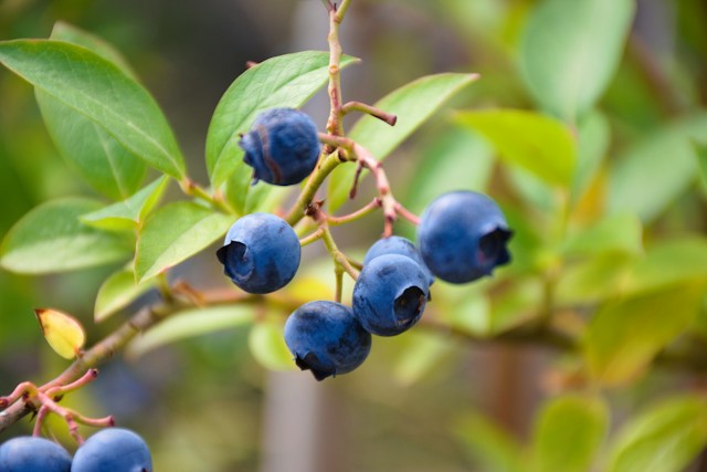 multiple Blueberries growing on a leafy bush