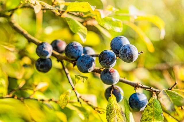 a Blackthorn bush for privacy for deer resistant gardens