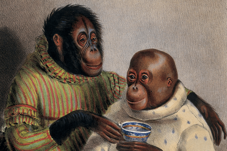 Monkeys in clothes having tea