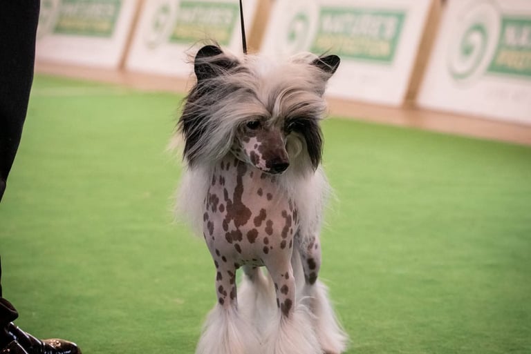 a dog is being held by a person in a dog show