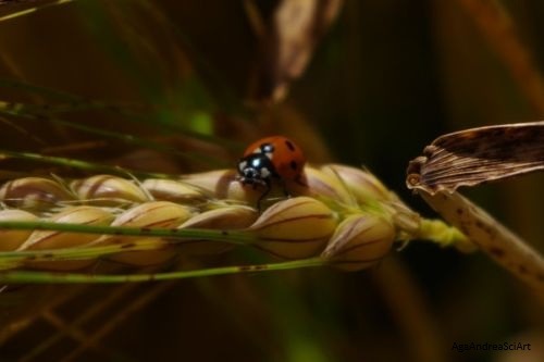 Pentax KF, ladybird on grain