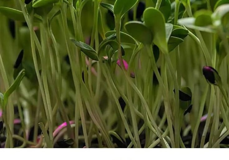 Micro Ortaggio Girasole