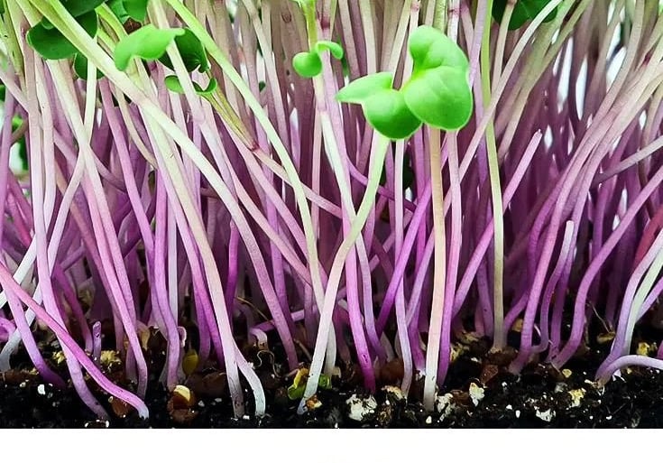 Micro Ortaggio Ravanello Daikon