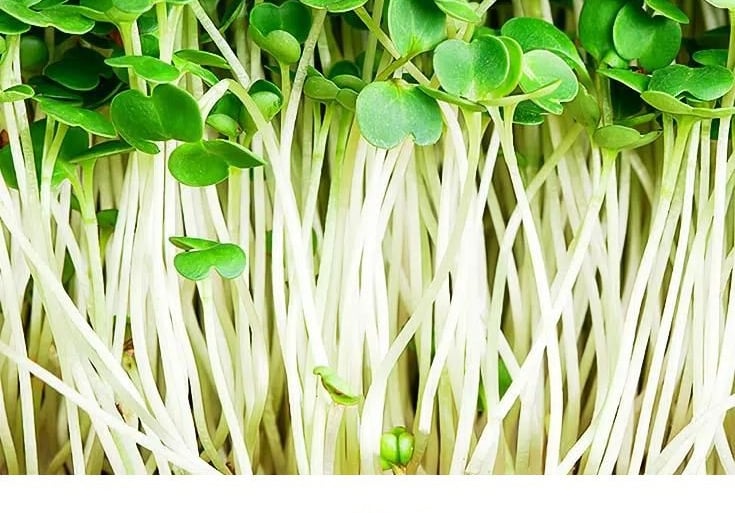Micro Ortaggio Rucola