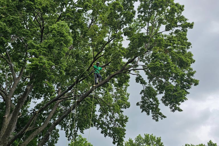 Professional arborist using safety ropes for tree trimming and pruning high in a large green oak tree.